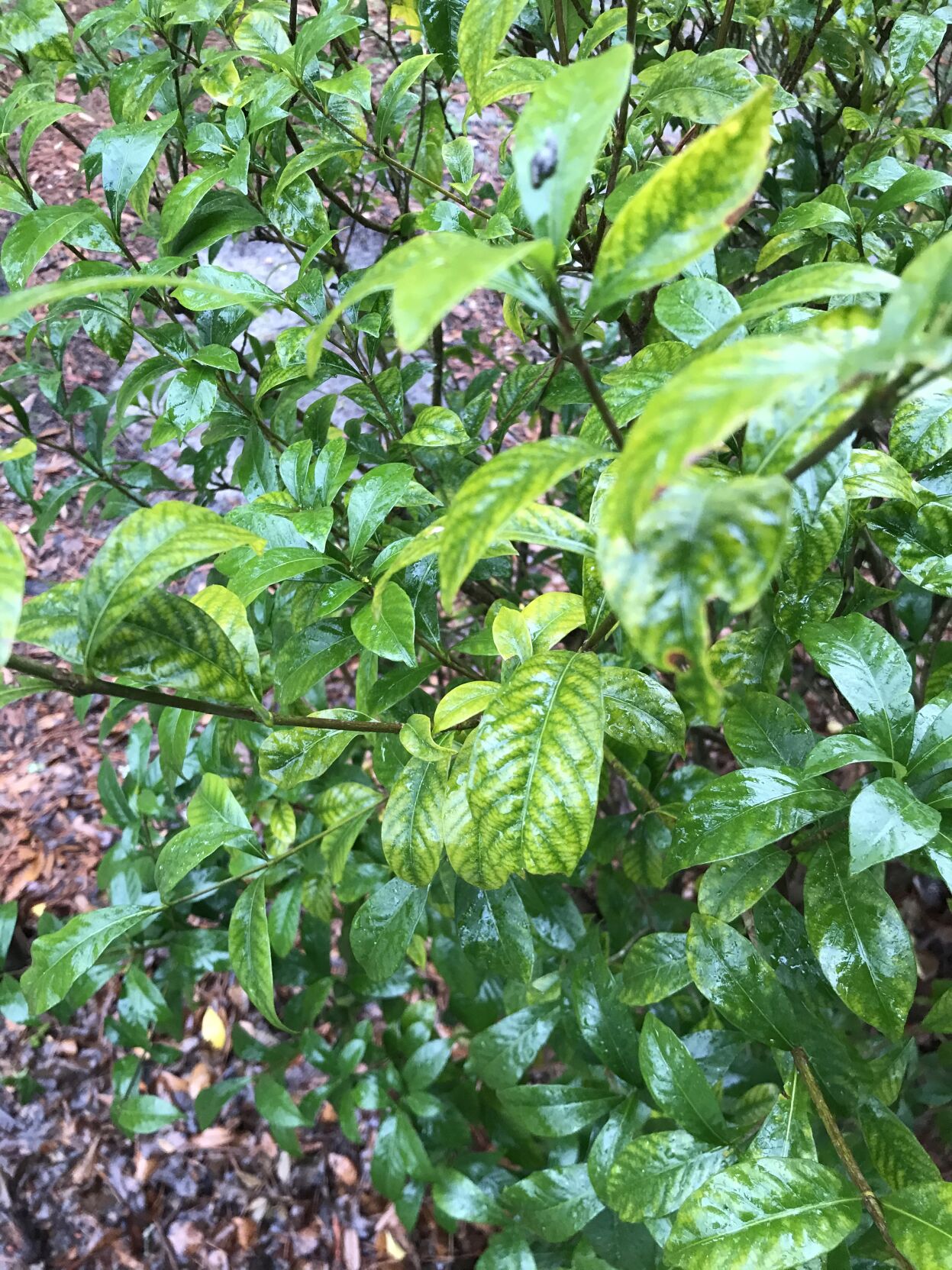 Magnesium Deficiency of Gardenia